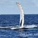 whale_humpback_h_00621_dom2678.jpg